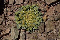 Gamocarpha scapigera