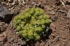 Gamocarpha scapigera