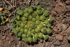 Gamocarpha scapigera