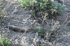 Upucerthia dumetaria