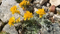 Jacobaea incana
