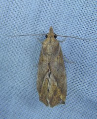 Plusiodonta arctipennis