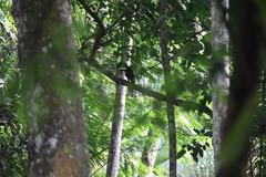 Pteroglossus aracari