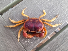 Gecarcinus lateralis