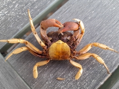 Gecarcinus lateralis