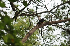 Pteroglossus aracari