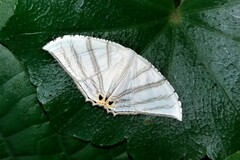 Epiplema albipennaria