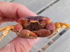 Gecarcinus lateralis