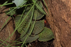 Ledebouria ovatifolia ovatifolia