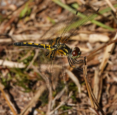 Celithemis ornata