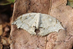 Coelurotricha curvilinea