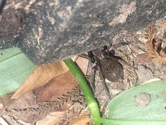 Uliodon