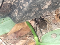 Uliodon