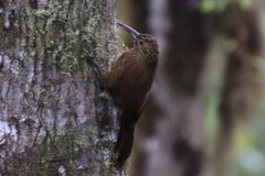 Xiphocolaptes promeropirhynchus