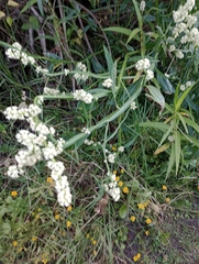 Baccharis phyteumoides