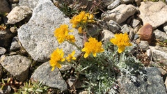 Jacobaea incana