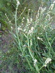 Baccharis phyteumoides