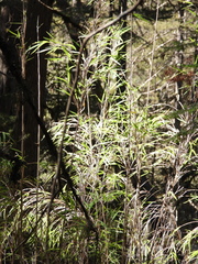 Chusquea septentrionalis