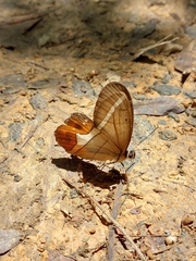 Pierella nereis