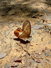 Pierella nereis