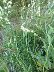 Baccharis phyteumoides