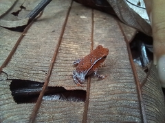 Rhinella margaritifera