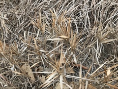 Dichanthelium scribnerianum