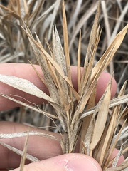 Dichanthelium scribnerianum