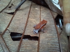 Rhinella margaritifera