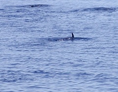 Grampus griseus