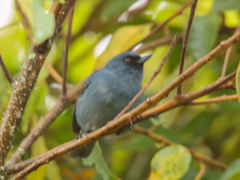 Diglossa caerulescens
