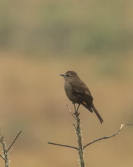 Myiotheretes fumigatus