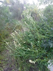 Baccharis phyteumoides