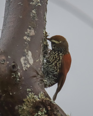 Margarornis squamiger