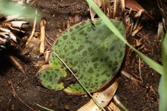 Ledebouria ovatifolia ovatifolia
