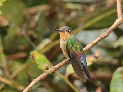 Coeligena helianthea