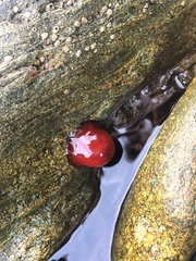 Actinia mediterranea