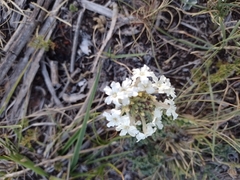 Glandularia platensis