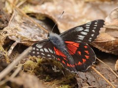 Catasticta uricoecheae