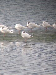 Chroicocephalus maculipennis