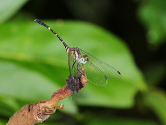 Nannophlebia eludens