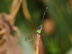 Nannophlebia eludens