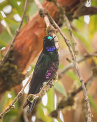 Coeligena helianthea