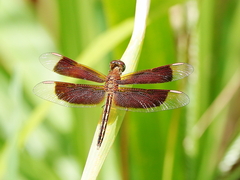 Neurothemis stigmatizans