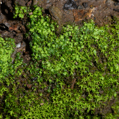 Fissidens bryoides