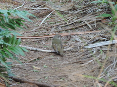 Pachycephala pectoralis contempta