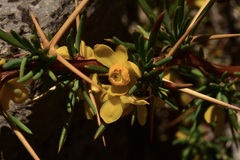 Berberis empetrifolia