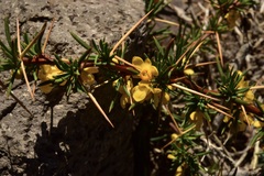 Berberis empetrifolia