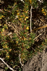 Berberis empetrifolia