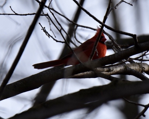 Northern Cardinal photographed in Michigan